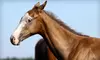 $125 for Horseback-Riding Summer Camp at Happy Tails Equine Activities ($250 Value)