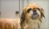 $40 for Dog Grooming Service at Paws & Claws ($80 Value) 