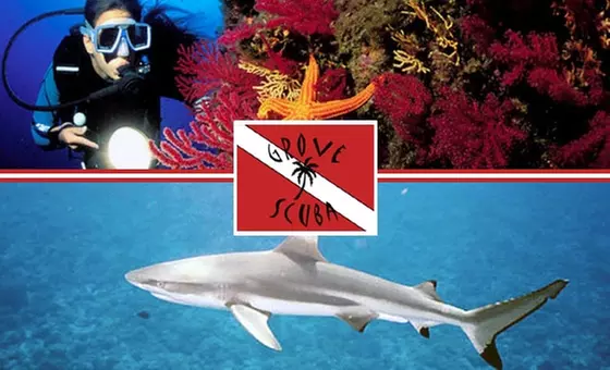 2-Day Grove Scuba Class & Excursion Plus 10% Off Merchandise - Primary Image