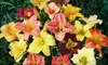 $19 for a Hybrid Mix of 15 Daylily Bulbs ($50 Value) 
