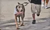 Race-Entry Package for the Ghost Runners 5K Dog Run on October 30. Three Options Available.