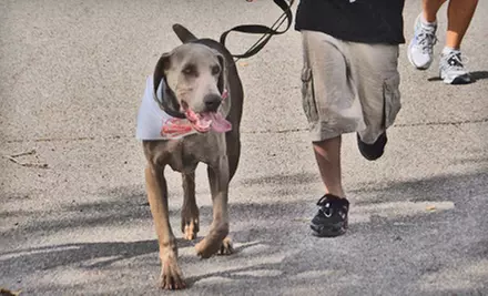 Race-Entry Package for the Ghost Runners 5K Dog Run on October 30. Three Options Available. - Primary Image