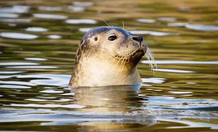 Seal-and-Bird-Watching Tour for One, Two, or Four from American Princess Cruises in Queens (Up to 55% Off) - Primary Image