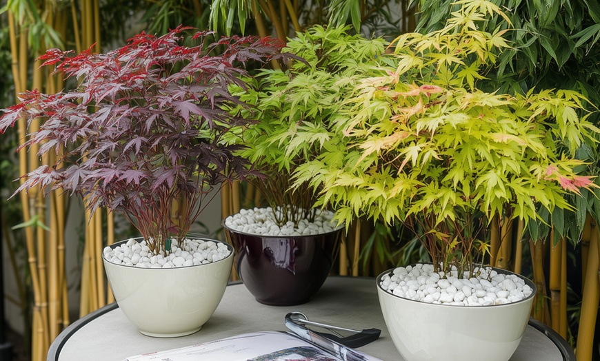 Image 2: 1x oder 2x 4er-Set Japanischer Ahorn