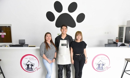 For a cat: one-night boarding - Paws  Whiskers pets nursery