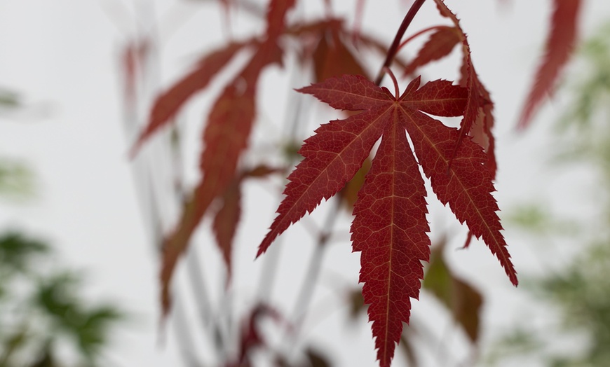 Image 3: 1x oder 2x 4er-Set Japanischer Ahorn