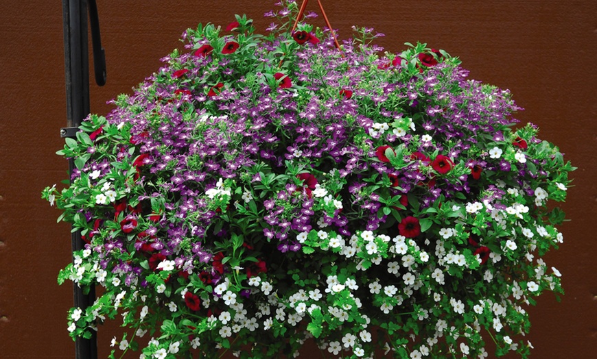 Image 7: 5, 10 or 20 Hanging Basket Mixed Collection Plants