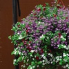 Image 7: 5, 10 or 20 Hanging Basket Mixed Collection Plants