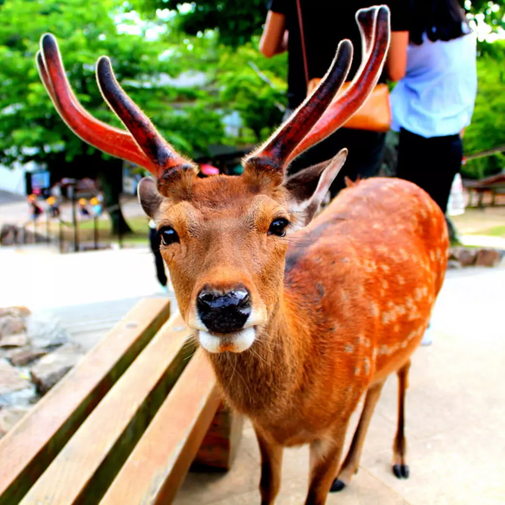 ✈ 8-Day Tour of Japan with Hotel and Air from Intertrips