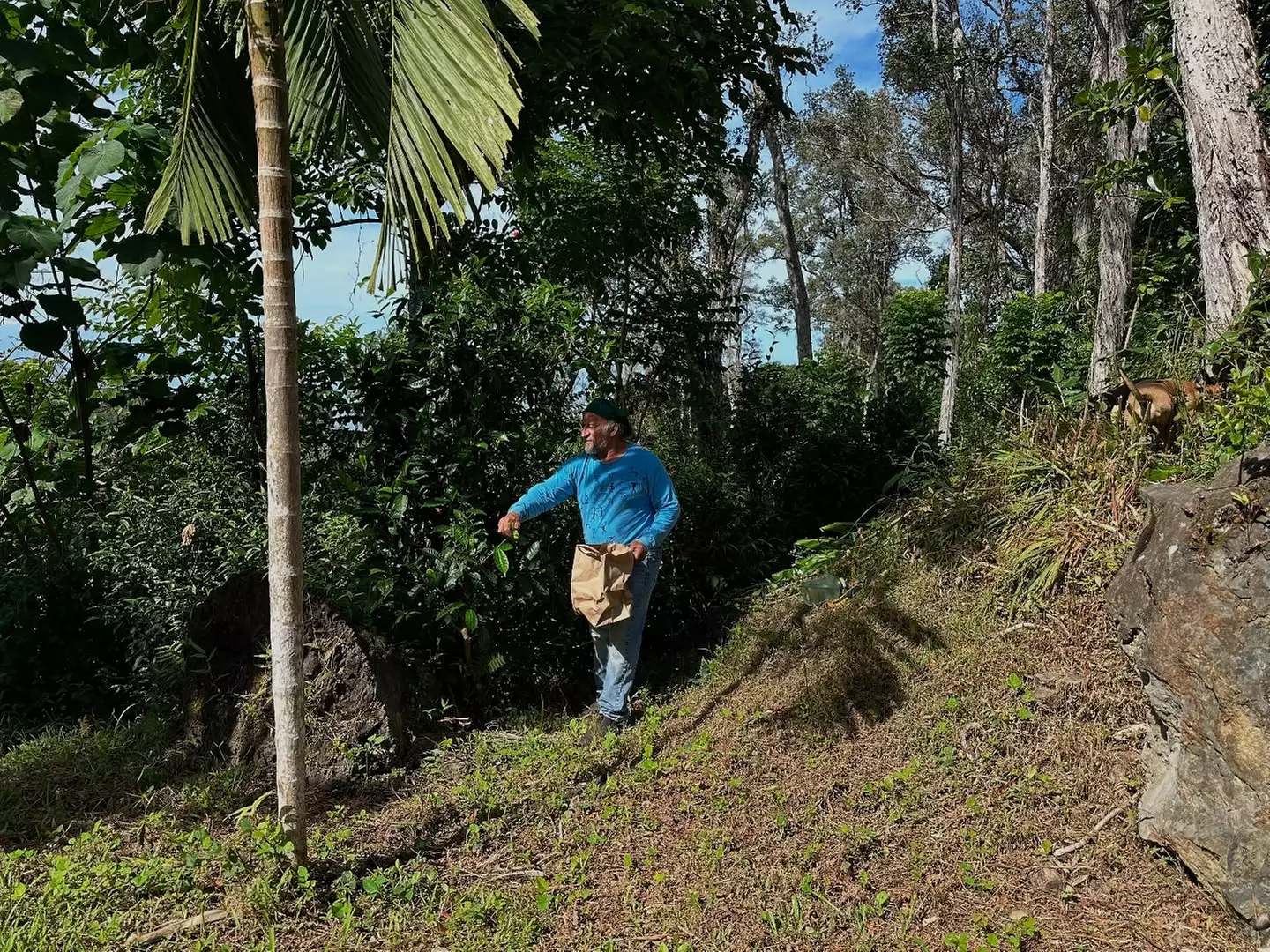 Discover Nature with Buddha Kona Coffee Tour