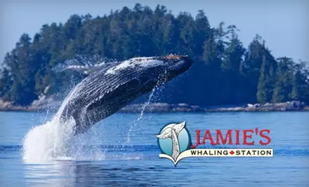 $49 for a Whale Watching Tour at Jamie's Whaling Station - Primary Image