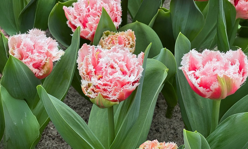 Image 1: Bulbes de tulipe double frangée "Queensland"
