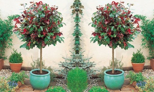 Photinia Red Robin Standard T...