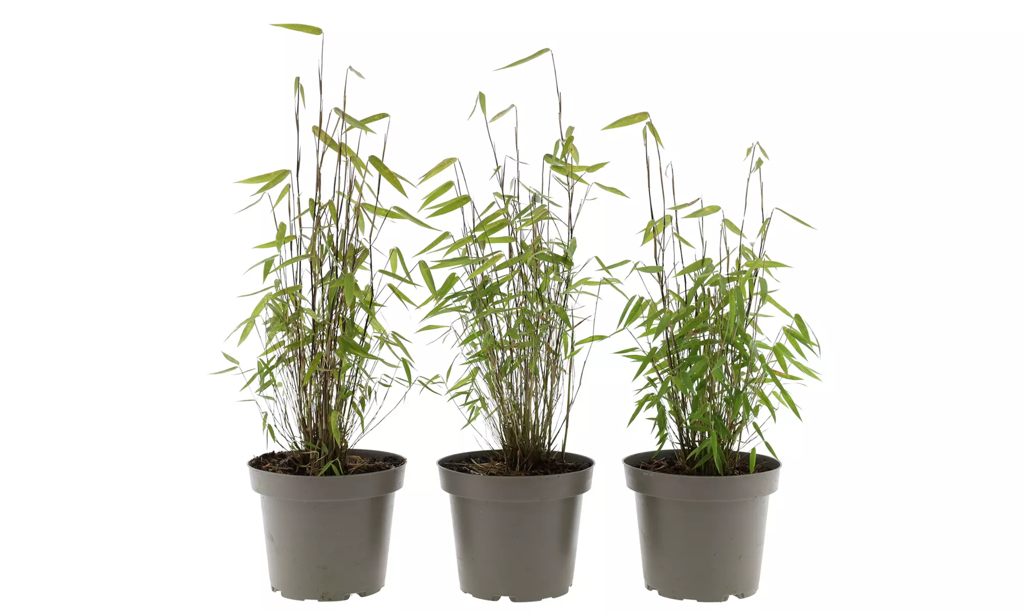 Hasta 6 plantas de bambú Fargesia