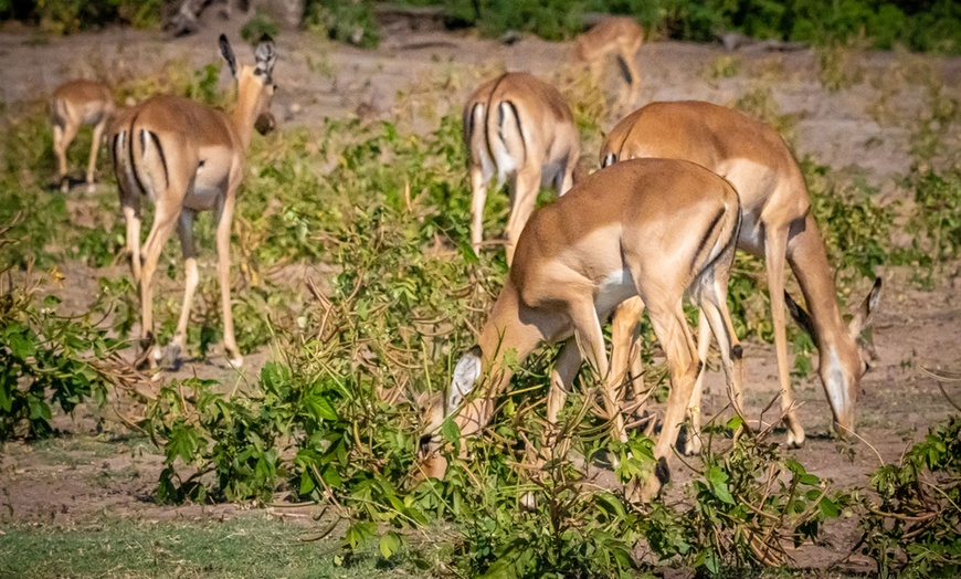 Image 45: Zimbabwe: 7-Night Yoga & Safari Retreat