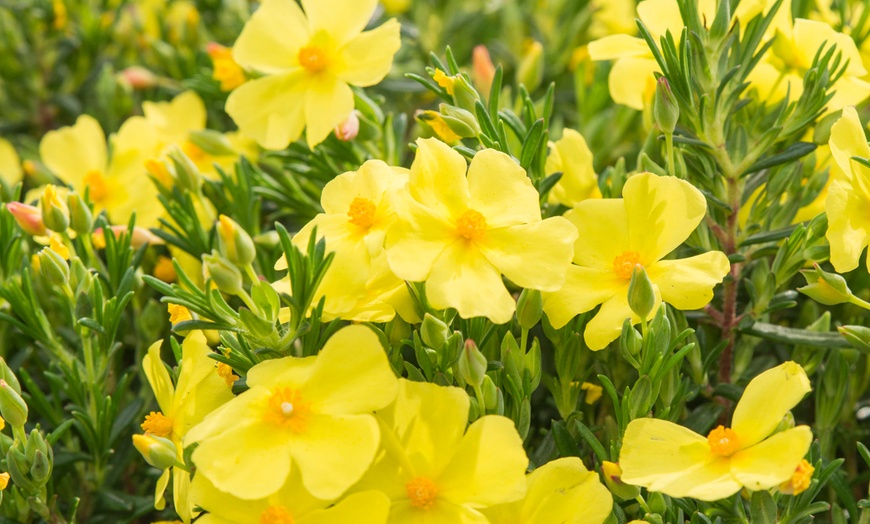 Image 1: YouGarden Halimium 'April Sun', Yellow Flowers - 2L Pot