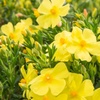 Image 1: YouGarden Halimium 'April Sun', Yellow Flowers - 2L Pot