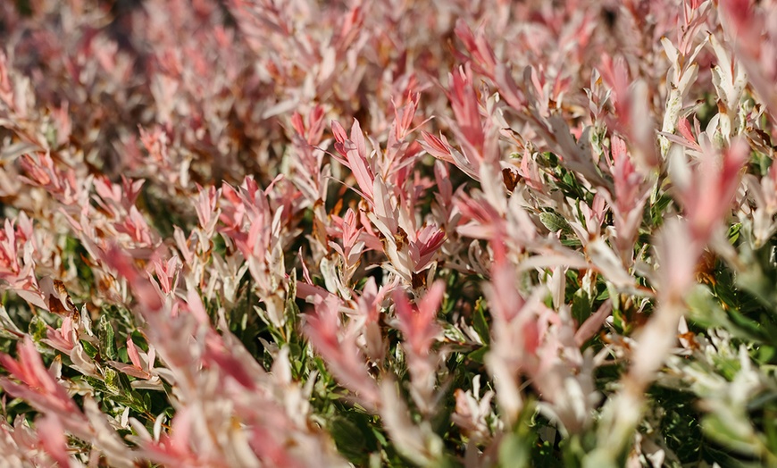 Image 3: 1 o 2 salici ornamentali XL Salix integra "Flamingo"