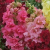 Image 1: 10 or 20 Antirrhinum 'Mini Butterflies' Dwarf Snapdragon Plants
