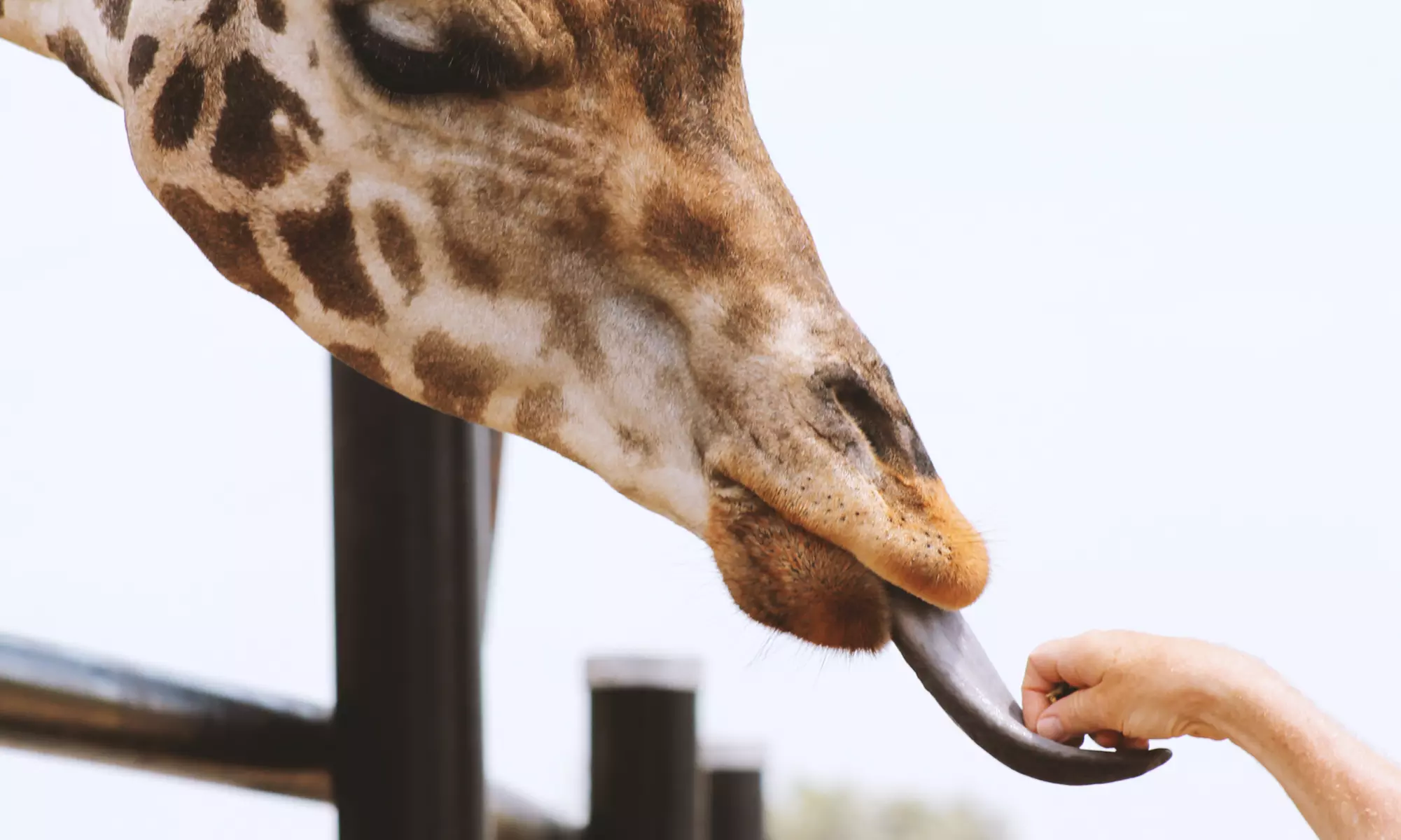 Admission to Safari Niagara (Up to 31% Off)