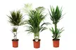 Ensemble de 3 palmiers d'intérieur, Dracaena Marginata, Yucca Elephantipes et Areca, hauteur de 70-80 cm à la livraison - Image 2