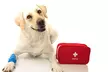 Certified Pet First Aid and CPR Online Course - Second Medium