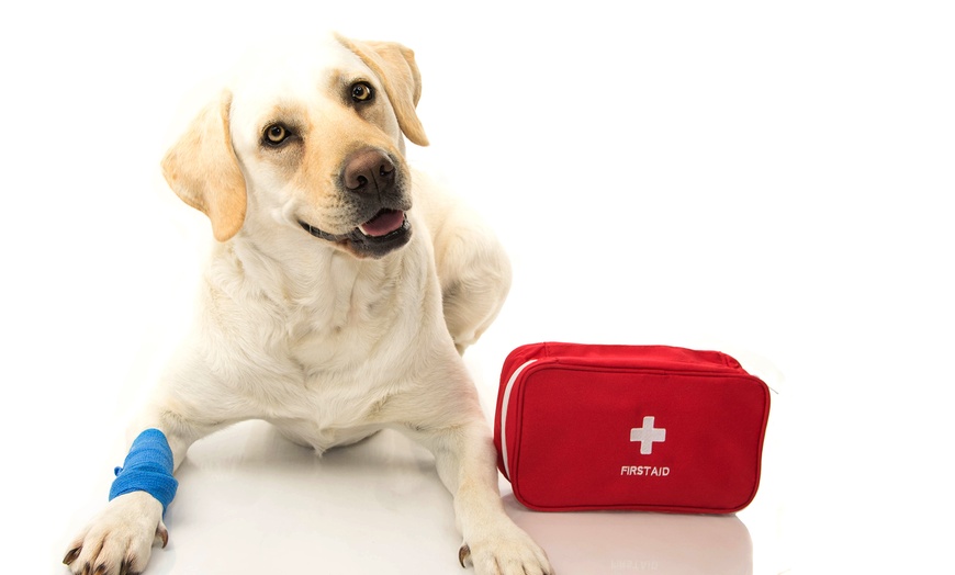 Image 4: Certified Pet First Aid and CPR Online Course