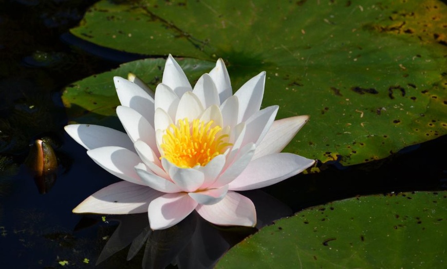 Image 2: Water Lily Plants + Optional Black and Gold Pot