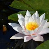 Image 2: Water Lily Plants + Optional Black and Gold Pot