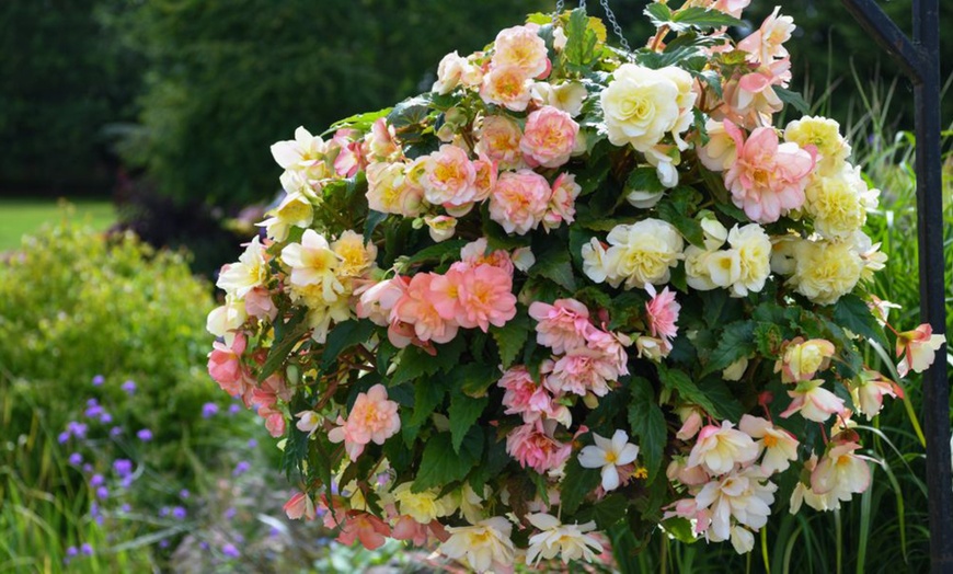 Image 3: Begonia Nonstop Joy Peaches or Sun Dancer Mixed Plug Plant Collections