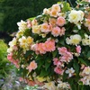 Image 3: Begonia Nonstop Joy Peaches or Sun Dancer Mixed Plug Plant Collections