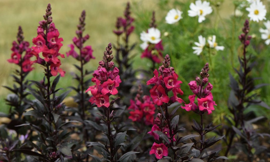 Image 2: 15 Mixed Garden Ready Summer Bedding Plant Collection