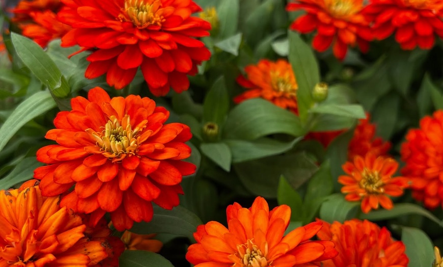 Image 4: 31% Off Plants and Gardening Supplies at Garden World