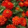 Image 4: 31% Off Plants and Gardening Supplies at Garden World