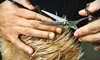 Haircut or Haircut with Highlights at Studio 106 Hair Design in Hartford 