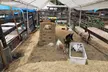 Petting Zoo and Pony Ride (Up to 28% Off) at Happi Farm - Second Medium