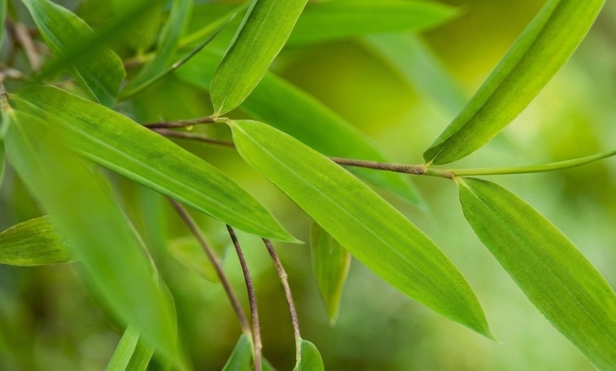 Image 12: 1 ou 2 plantes "Fargesia Red Dragon"