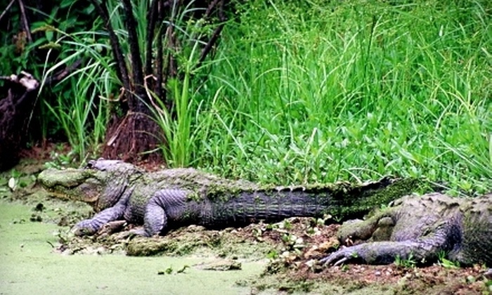 cajun pride swamp tour groupon