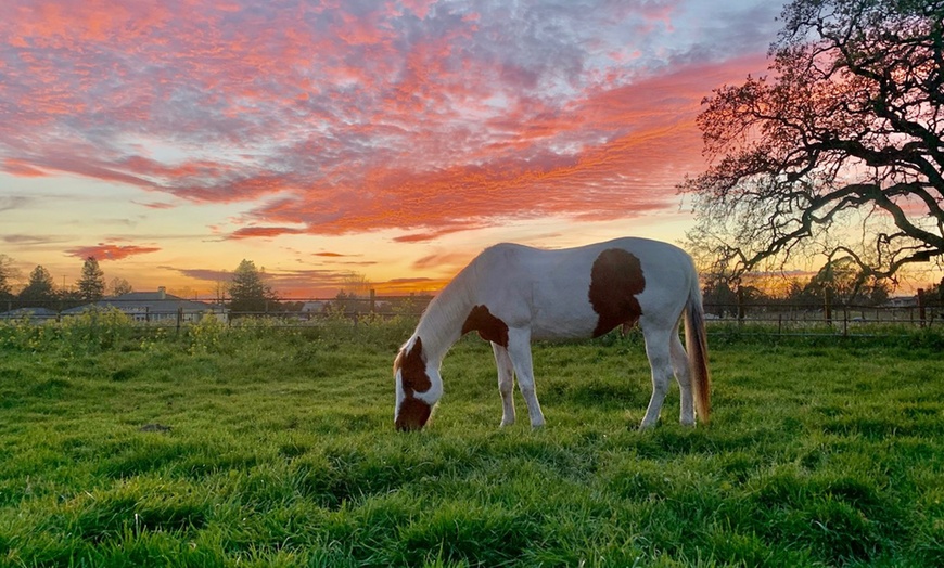 Image 1: Discover Private Horseback Riding Session or Intro to Horses & Riding