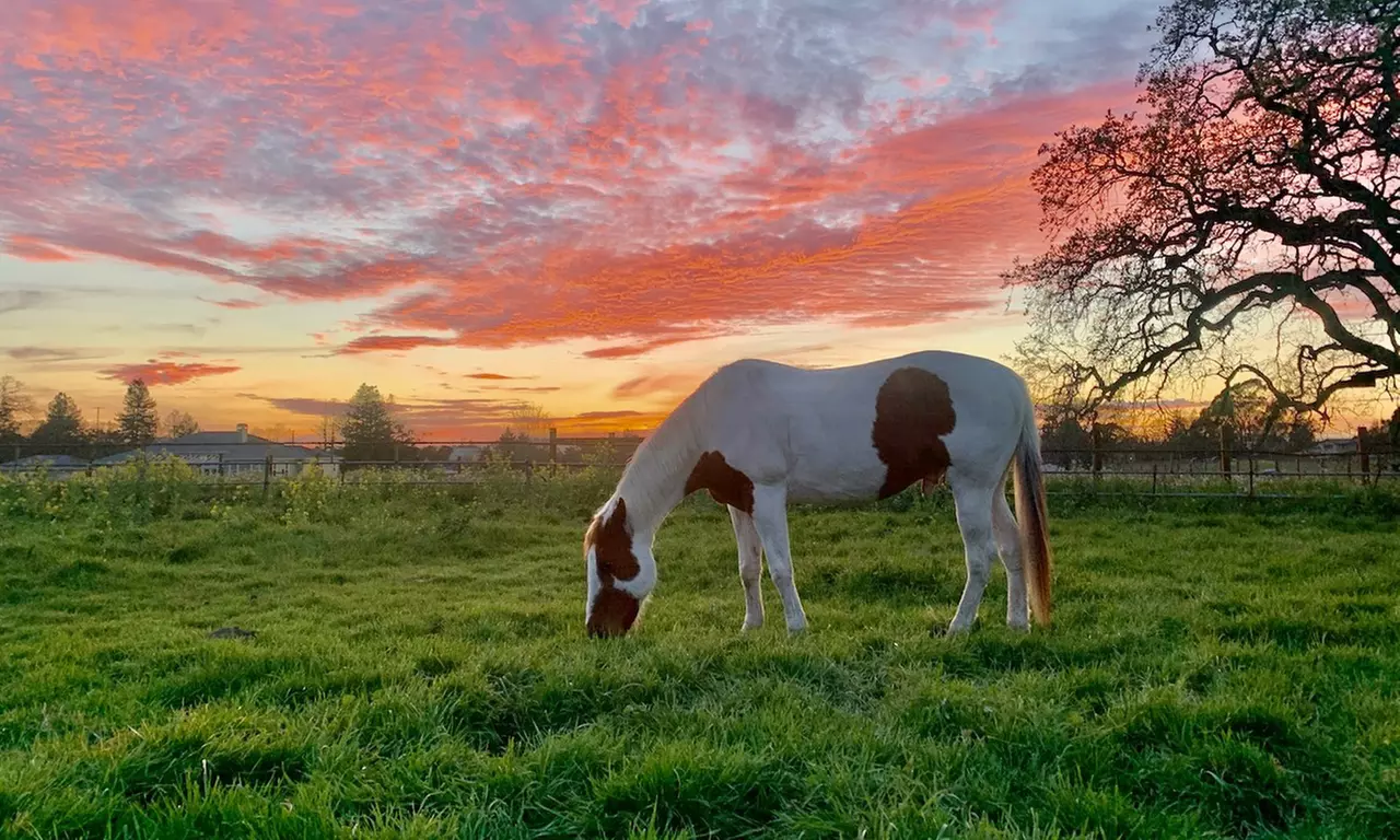 Discover One-on-One Horseback Riding Sessions or 1.5-Hour Introduction to Horses & Riding (Up To 36% Off) - Primary Image