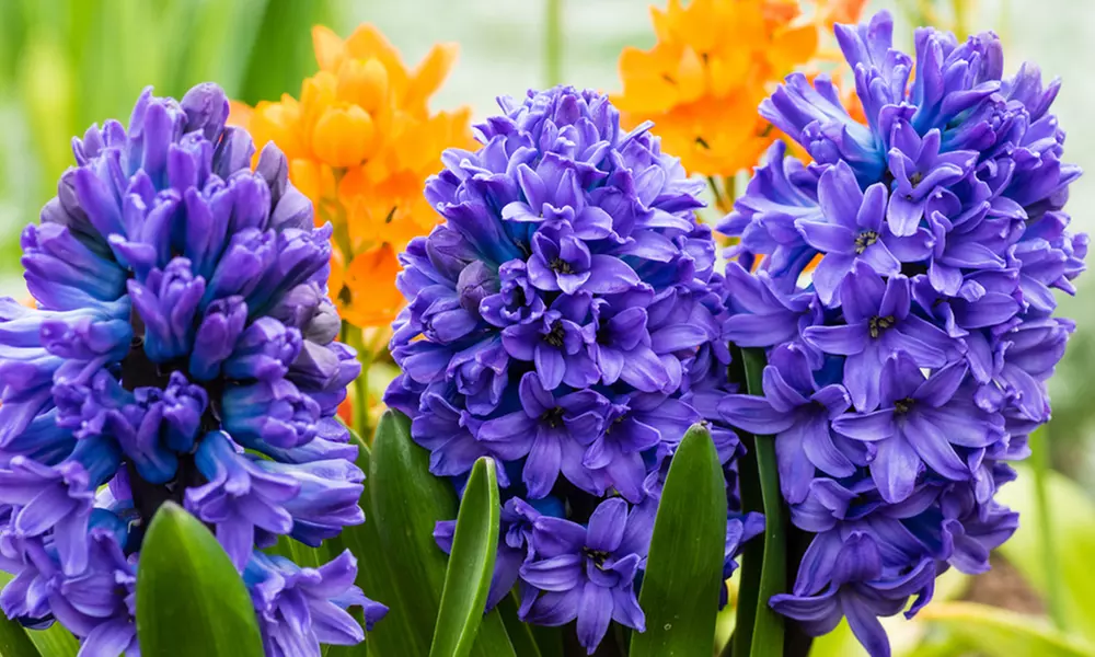 Blushing Blue Double Hyacinth Flower Bulbs (8-, 12-, 20-Pk.) - Primary Image