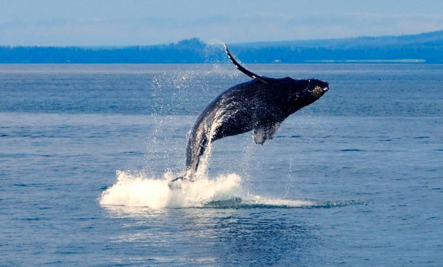 Image 5: 2.5-Hour Whale Watching Tour for One Child, or One, Two,/ Four Adults