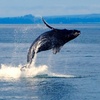 Image 5: 2.5-Hour Whale Watching Tour for One Child, or One, Two,/ Four Adults