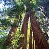 Image 1: Muir Woods & Sausalito Tour with Iconic Views for 1, 2, or 4 People