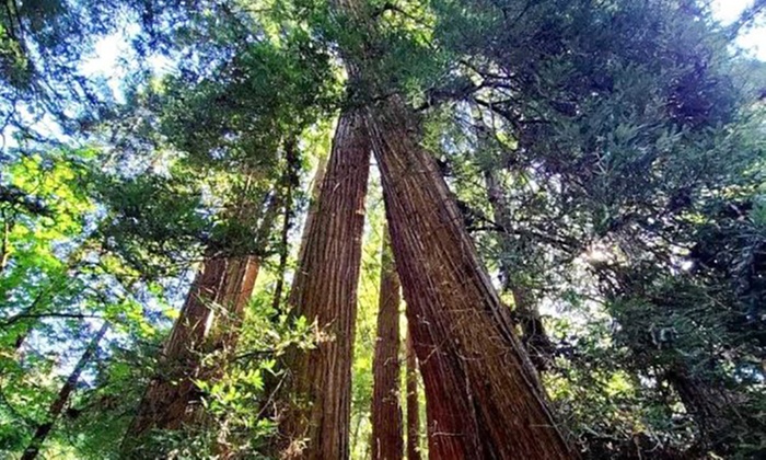 Muir Woods & Sausalito Tour with Iconic Views for 1, 2, or 4 People