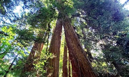 Muir Woods & Sausalito Tour - For 1 Person - A Taste of SF Tours