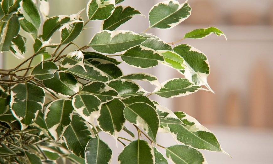 Image 8: Plant de ficus