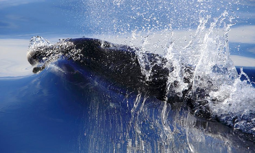 Image 5: Dolphin-Watching Cruise