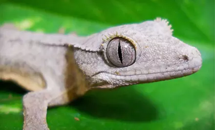 Reptile-Zoo Visit or $49 for $99 Toward VIP After-Hours Tour, Offsite Event, or Birthday Party at Cold Blooded Encounters in Monroe  - Primary Image