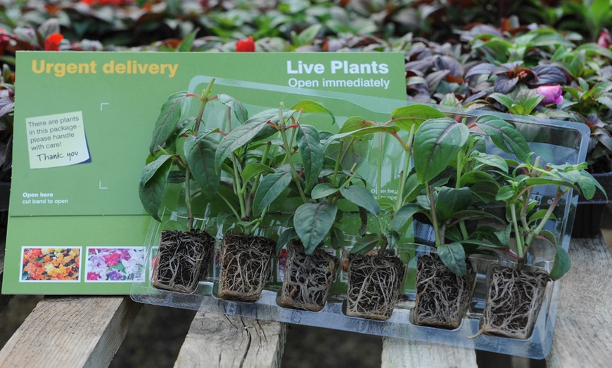 Image 3: 5, 10 or 20 Plants of Fuchsia Happy Wedding Day